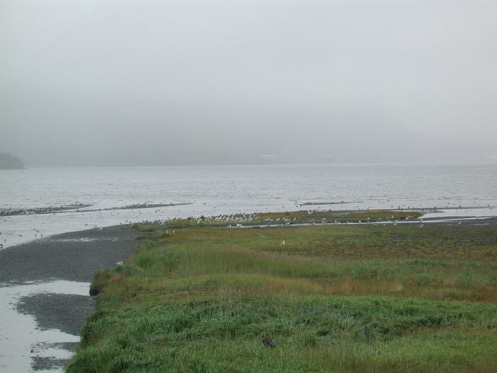 Kodiak Beach 5.jpg 45.2K